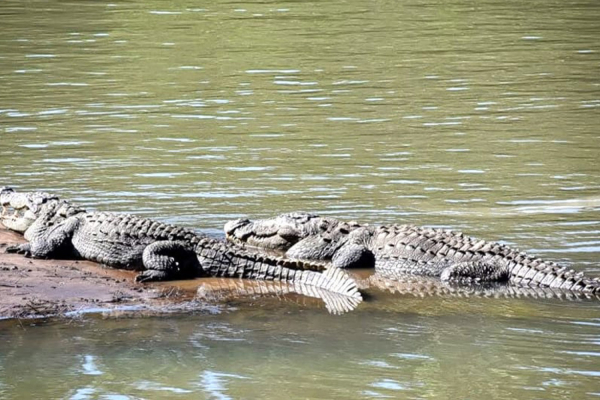 Crocodile Park